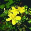 St.John' Wort Extract